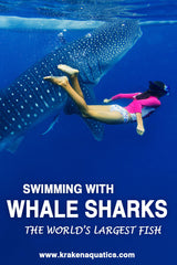 Swimming with Whale Sharks - The World's Largest Fish