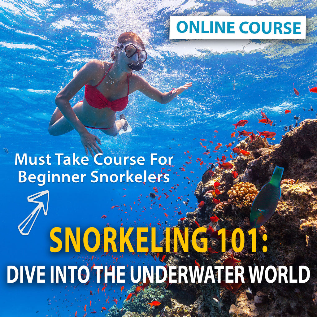 Snorkeling 101: Dive into the Underwater World